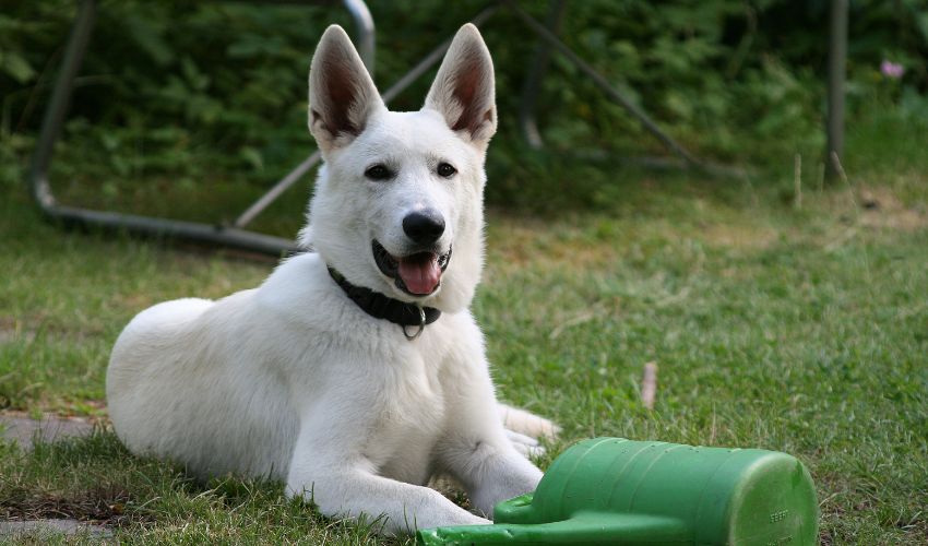 Master Obedience Training for Alaskan Klee Kai with This Step-by-Step Guide