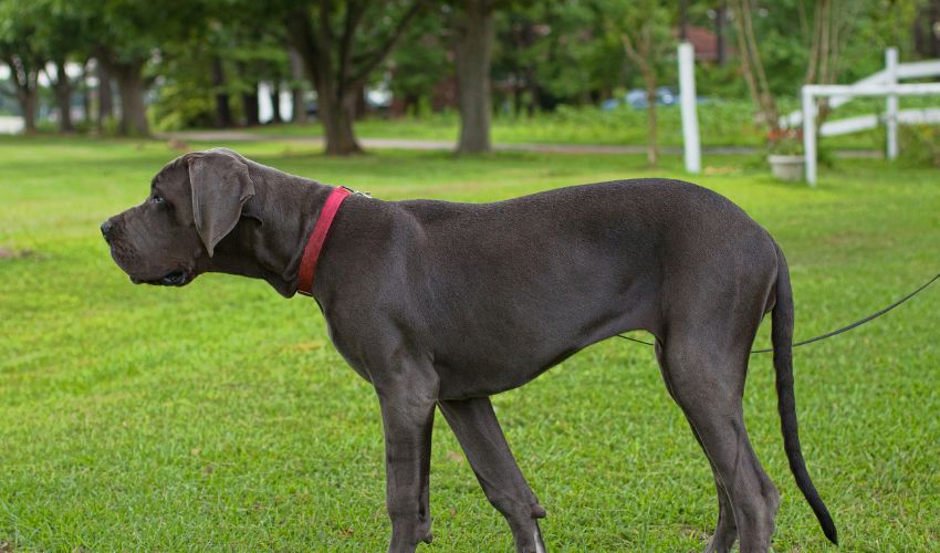 Top American Bulldog Training Tips for a Well-Behaved Pet